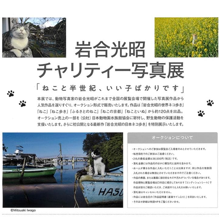 【希少】岩合光照さん　猫写真パネル！