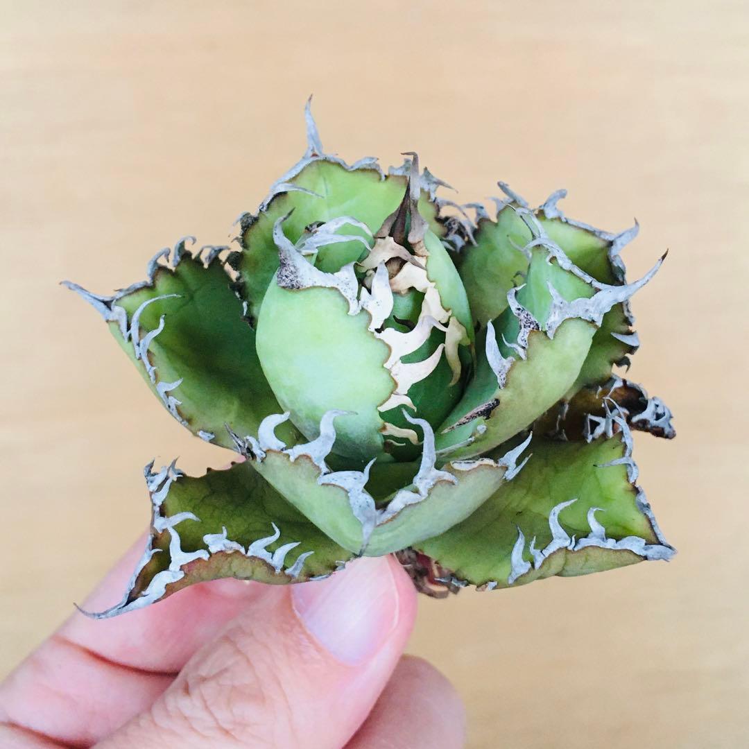 9 フィリグリー コンパクト ボールタイプ 矮性ミニTC株 アガベ チタノタ