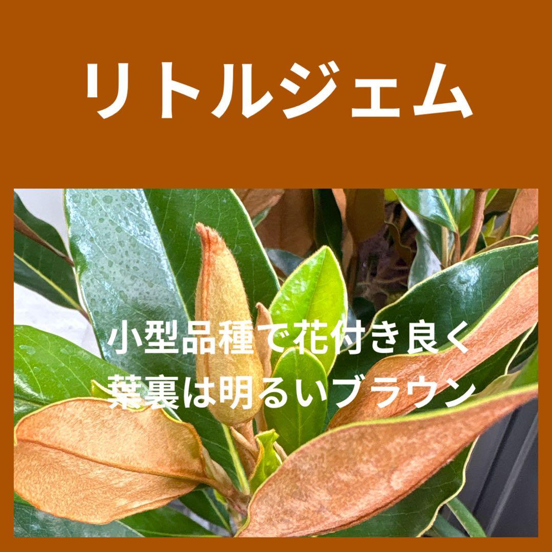15. リトルジェム マグノリア 泰山木 タイサンボク 苗 苗木 小型品種