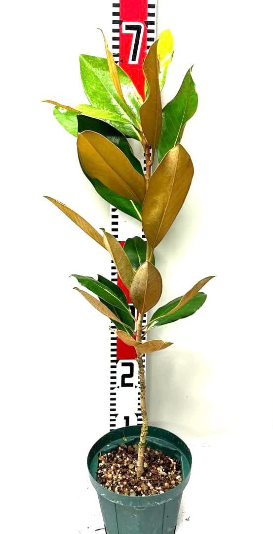 15. リトルジェム マグノリア 泰山木 タイサンボク 苗 苗木 小型品種