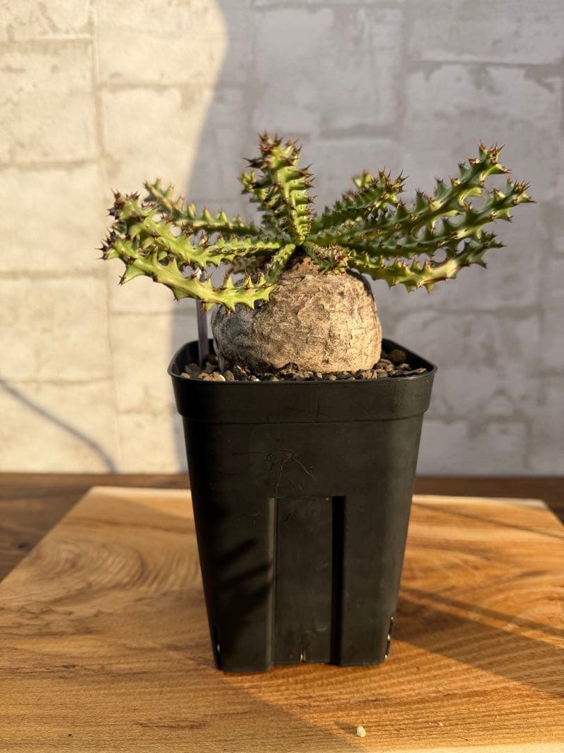 ユーフォルビア　ファンシャウエイ　発根済み