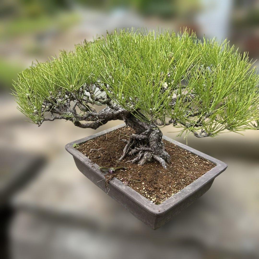 黒松　盆栽