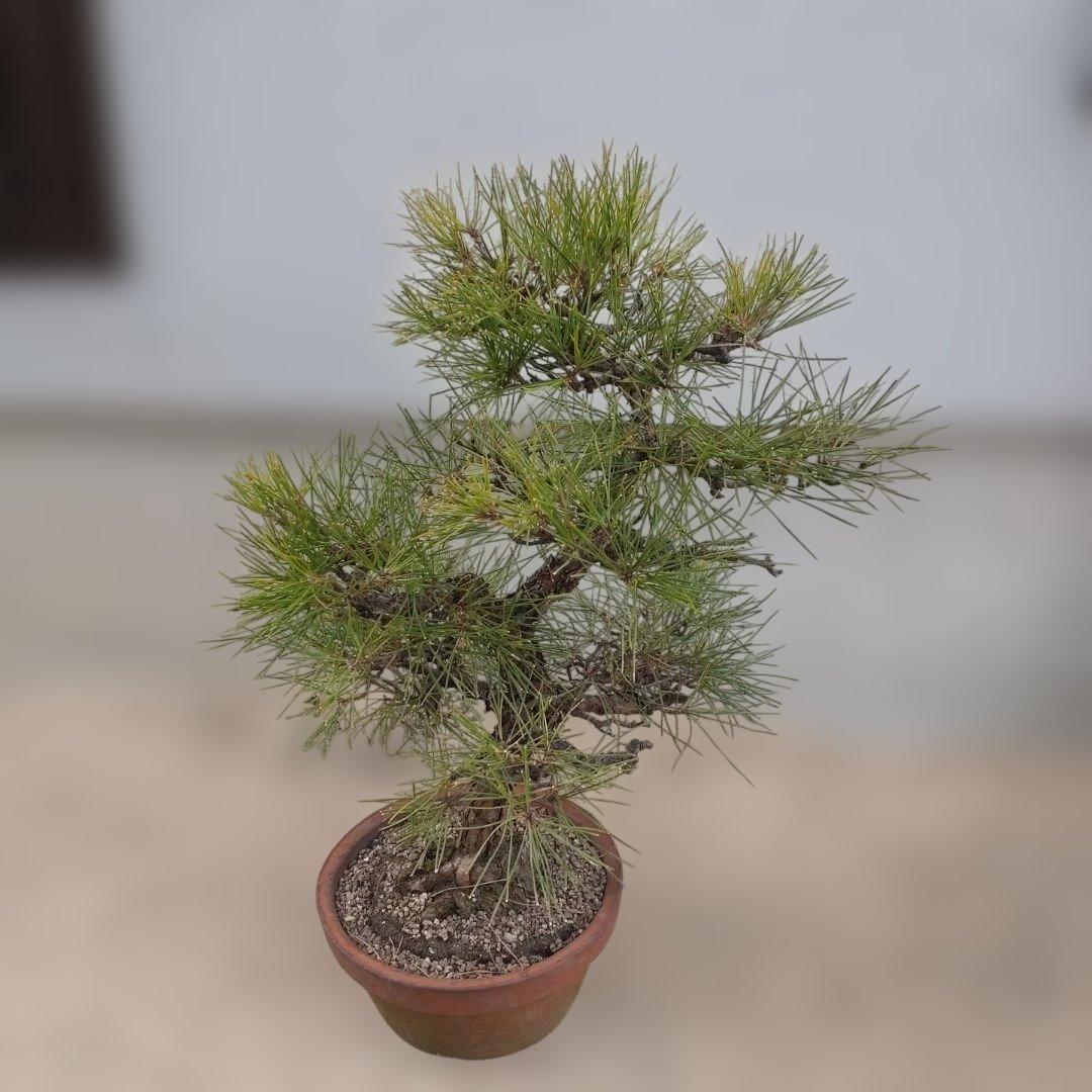 松　盆栽 ③