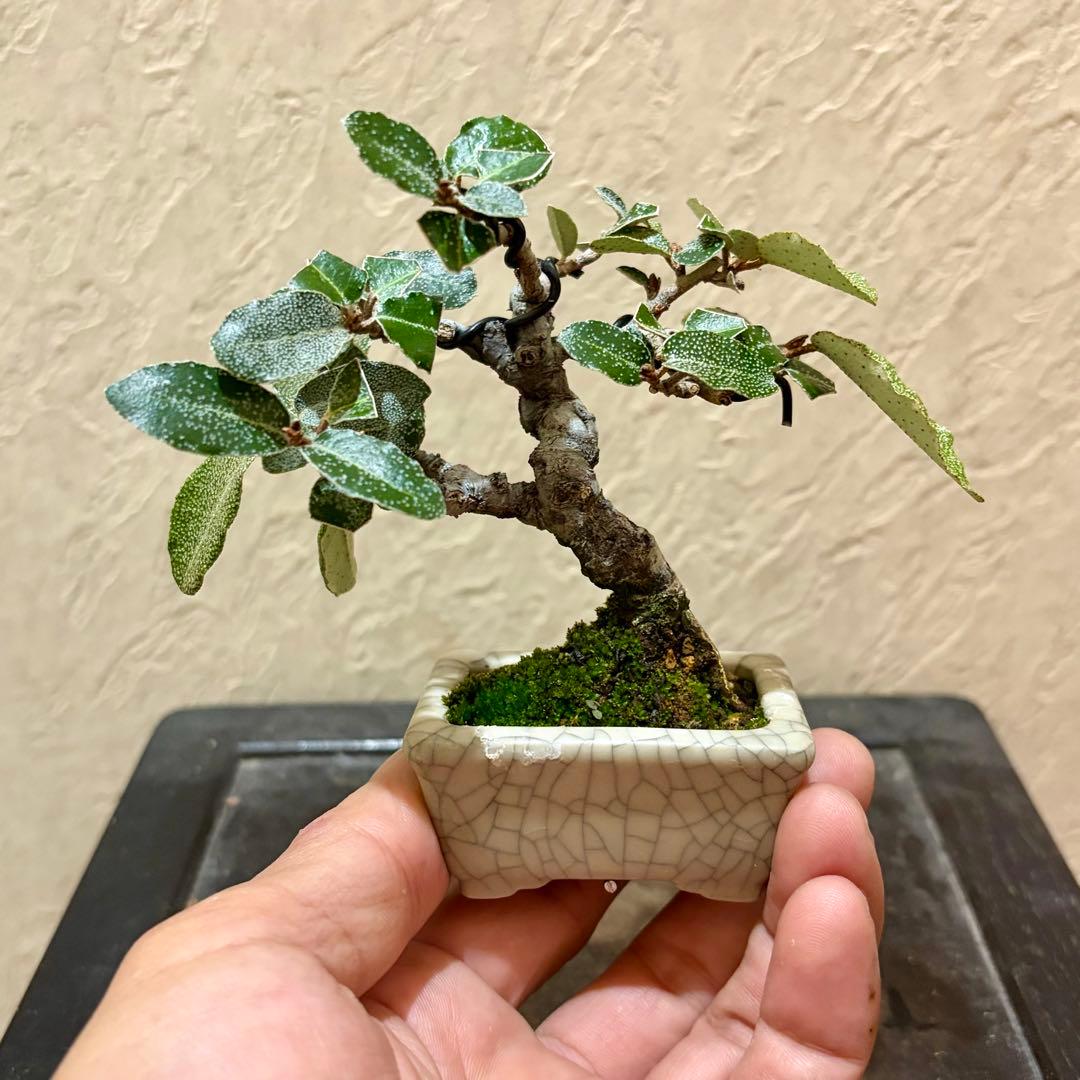 樹高7.5㎝　寒グミ　豆盆栽　ミニ盆栽　青香鉢　真柏　黒松　五葉松　梅　桜