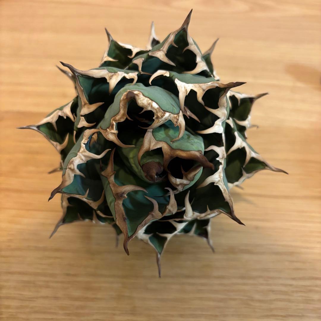 姫厳竜・レッドキャットウィーズル　アガベ 2株セット　根付き