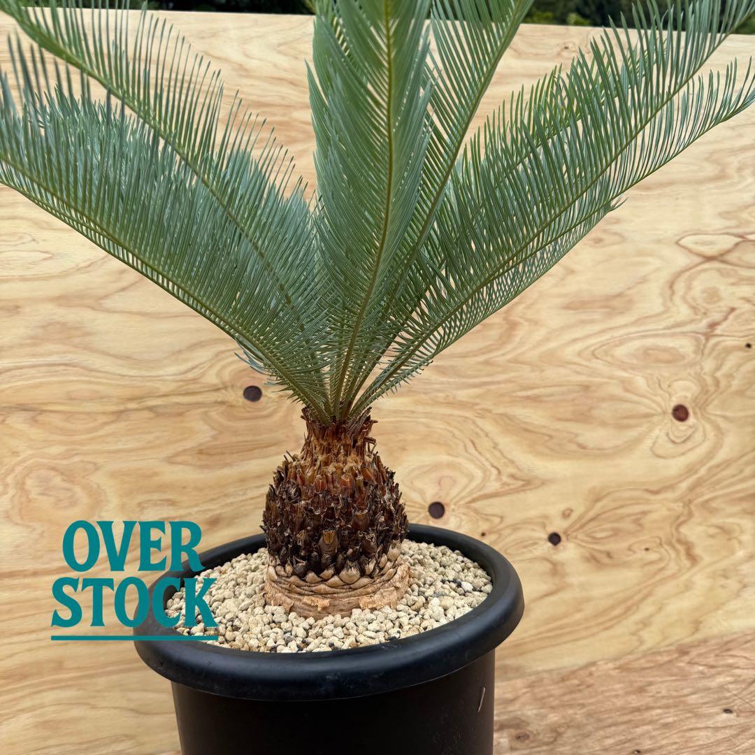 arichan50さん　専用