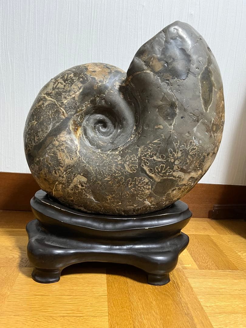 巨大　アンモナイト　化石　北海道