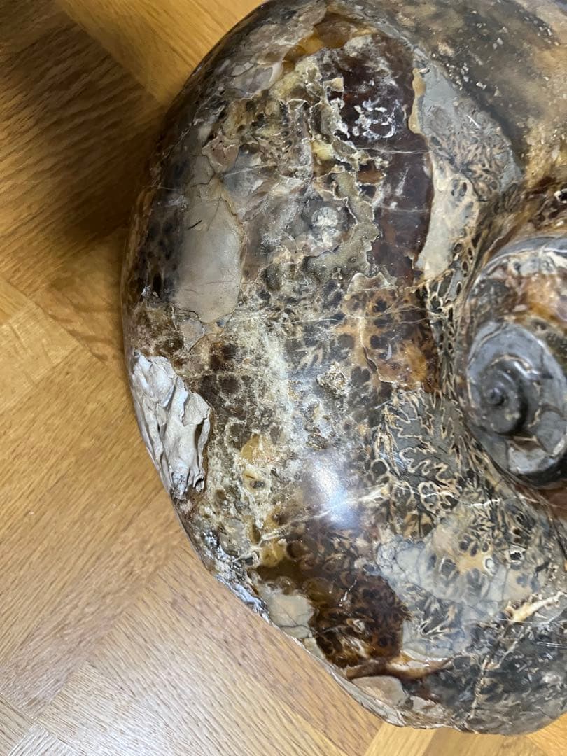 巨大　アンモナイト　化石　北海道