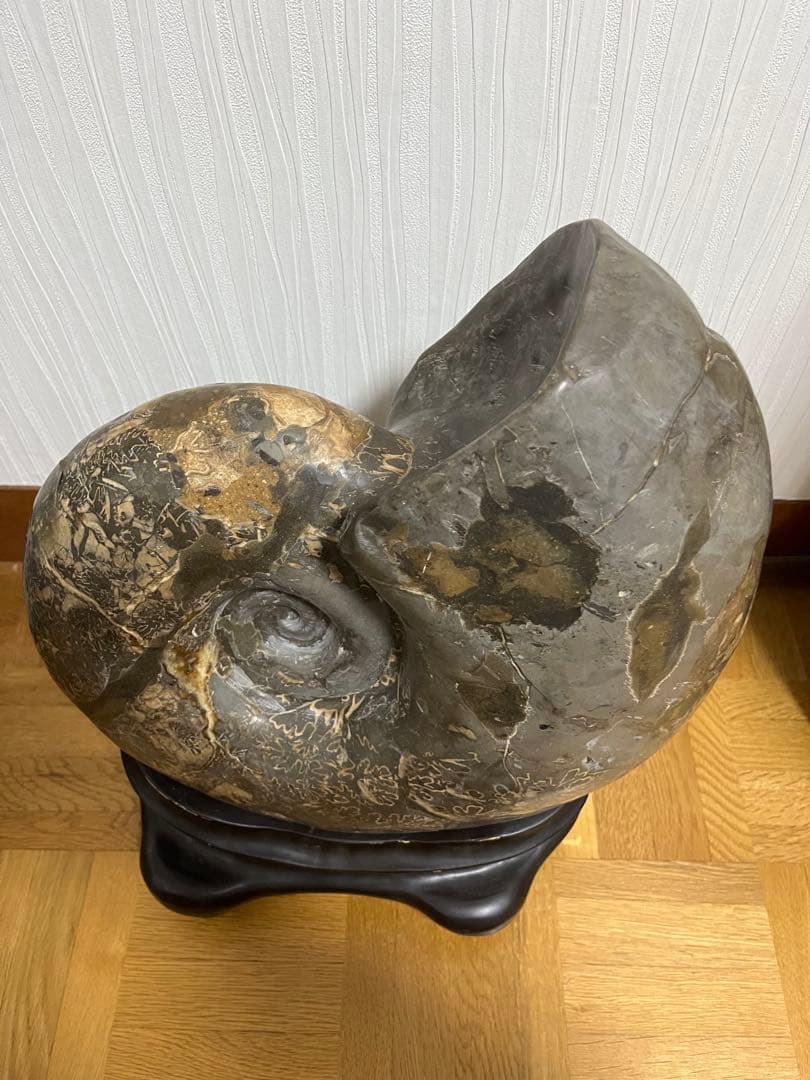 巨大　アンモナイト　化石　北海道