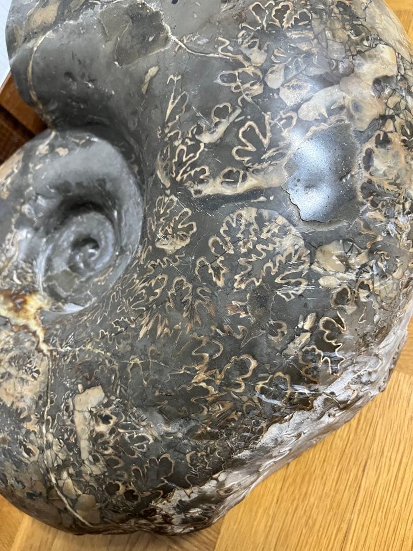 巨大　アンモナイト　化石　北海道