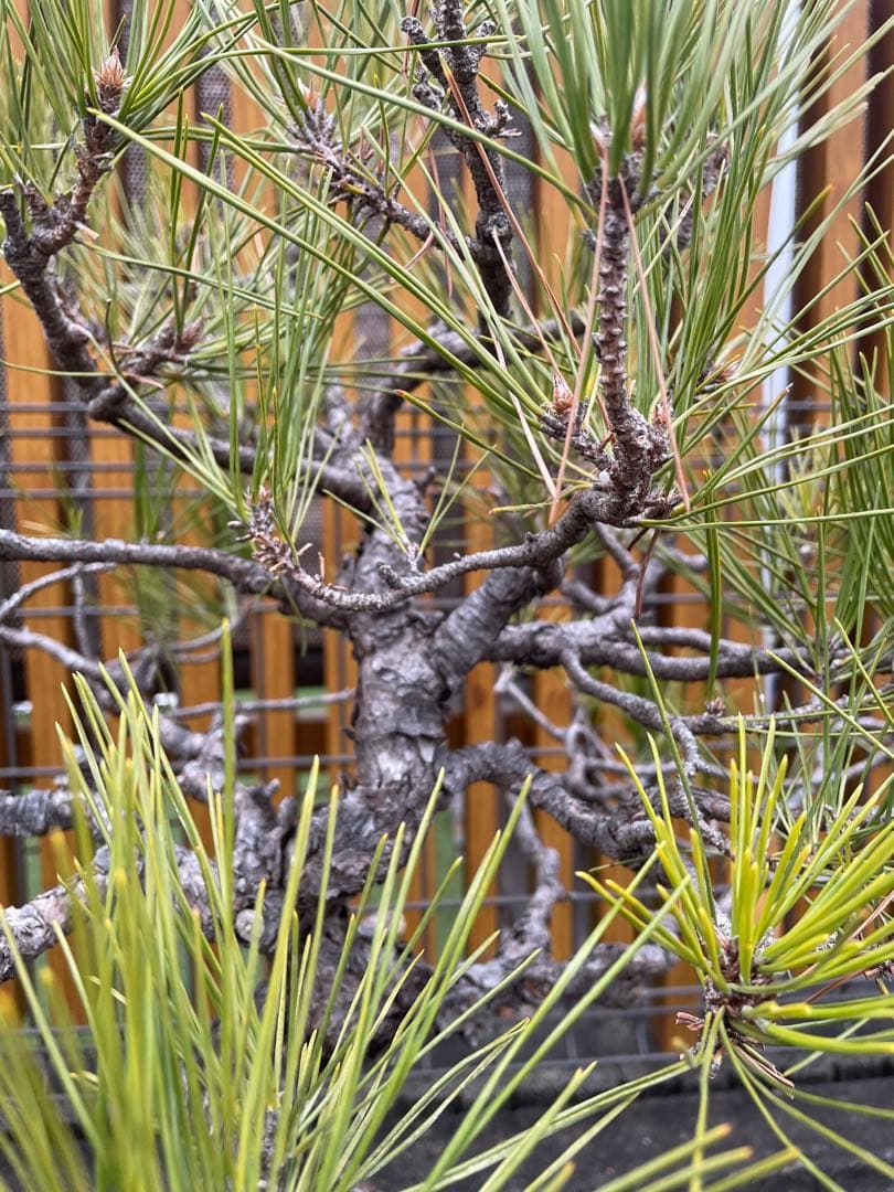 大品赤松盆栽　五葉松/黒松/真柏