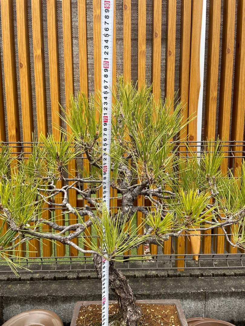 大品赤松盆栽　五葉松/黒松/真柏