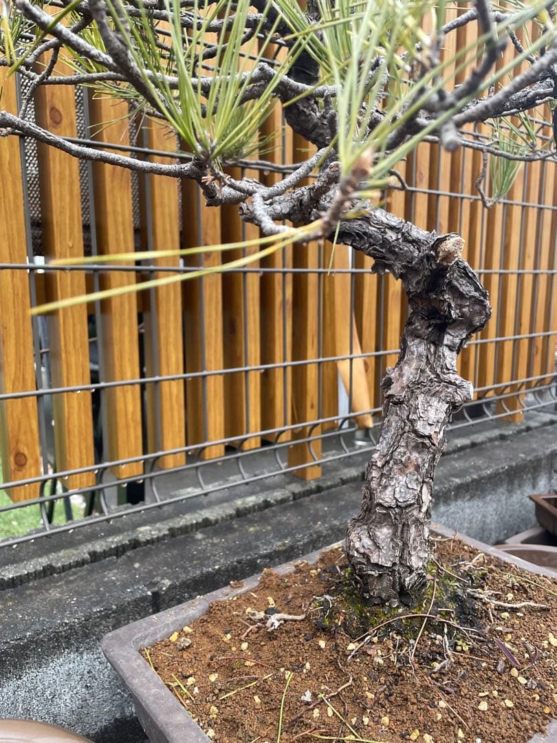 大品赤松盆栽　五葉松/黒松/真柏