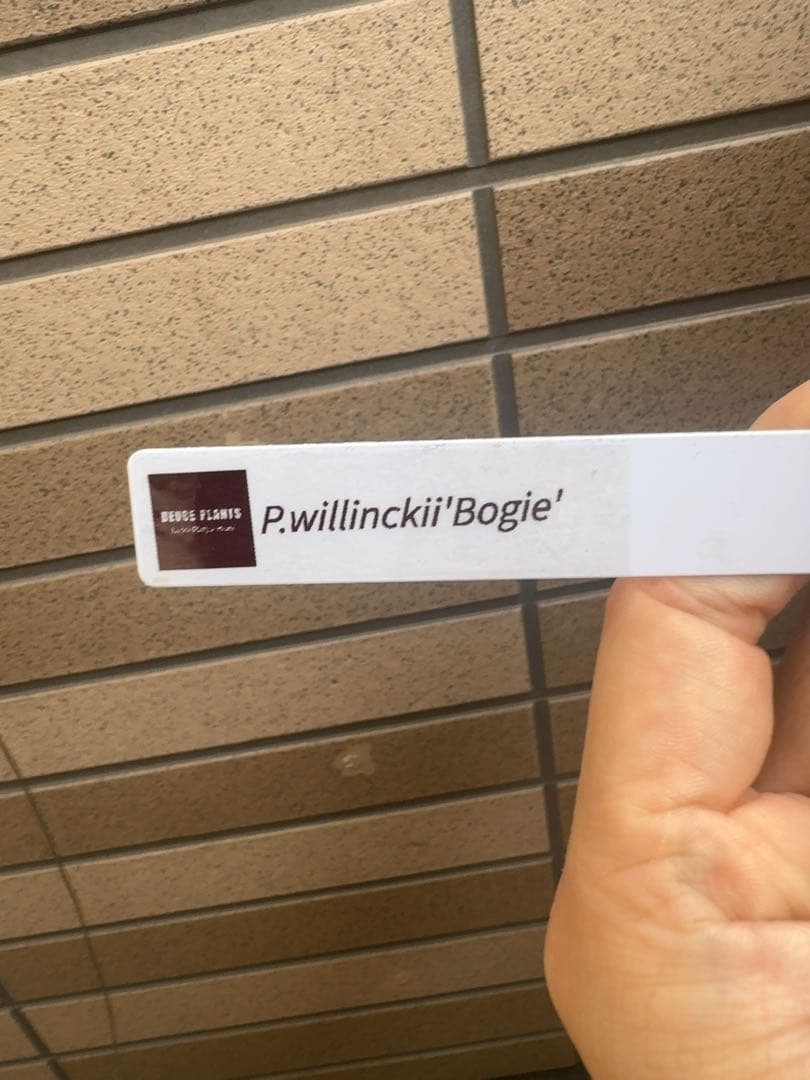 ビカクシダ P.willinckii \" Bogie \" OC