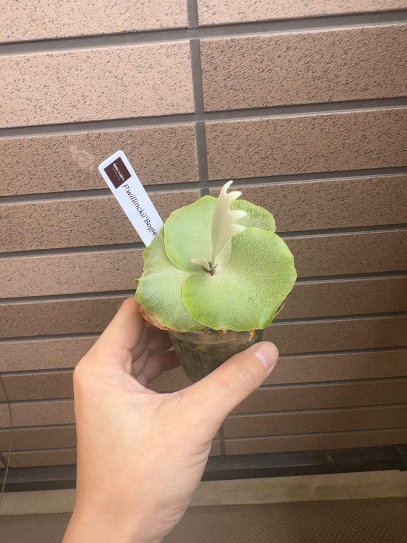 ビカクシダ P.willinckii \" Bogie \" OC