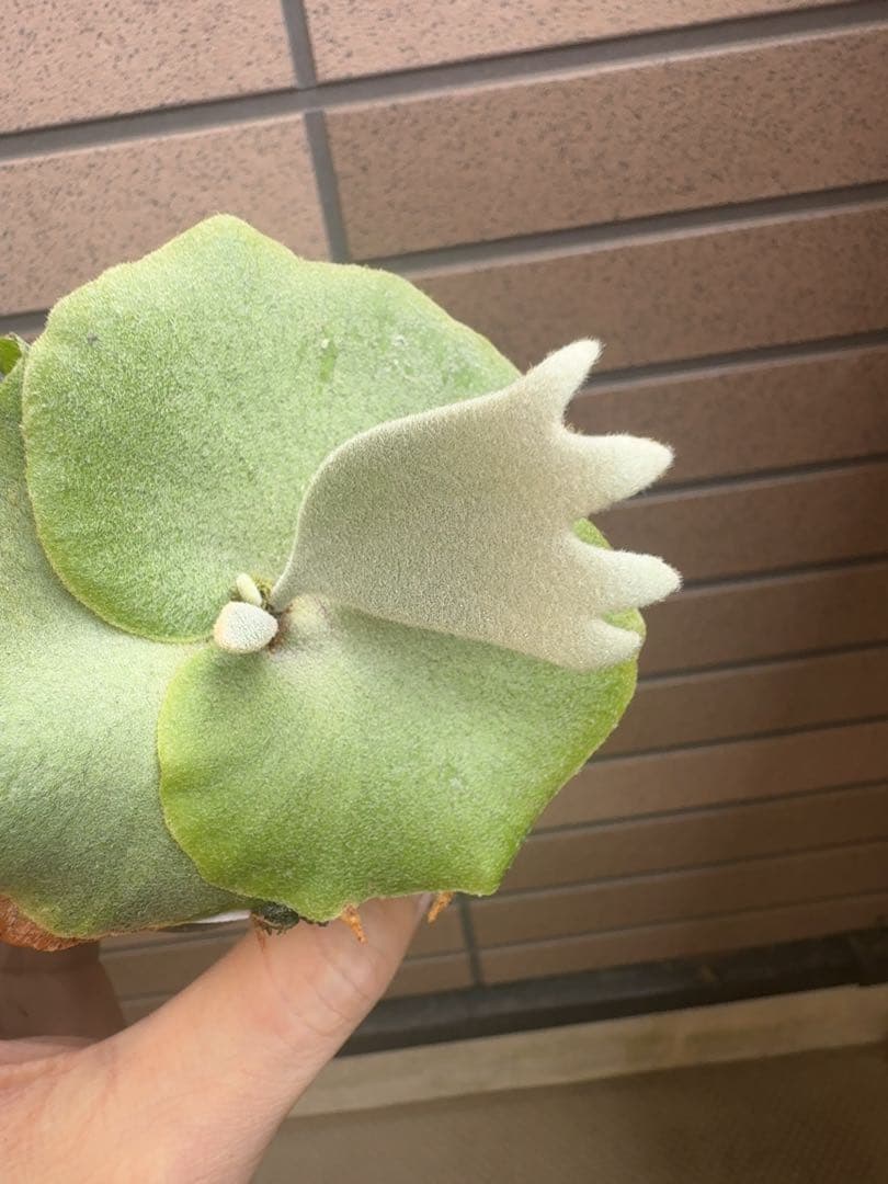 ビカクシダ P.willinckii \" Bogie \" OC