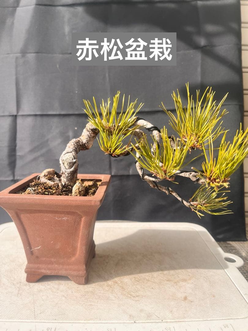 赤松盆栽 10%OFF‼️