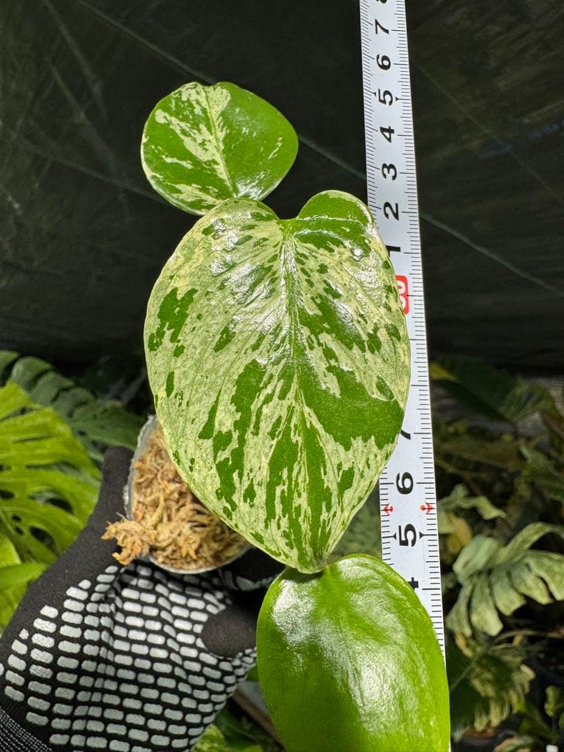 2モンステラ　デリシオーサ　ベトシオーサ　2寸ポリポット　ネコポス発送