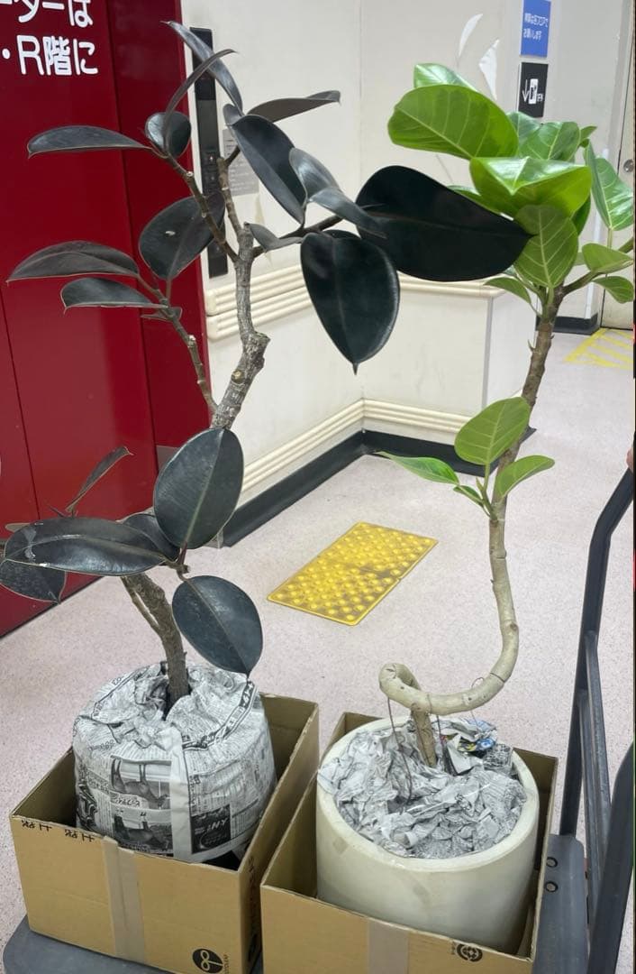 ２個まとめ売りフィカス 観葉植物 緑の葉 白い鉢　バーガンディ