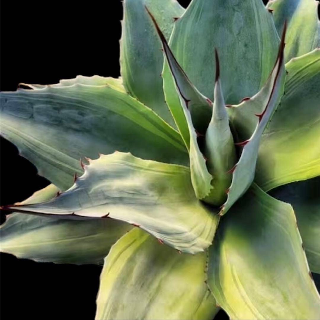 アガベ オバティフォリア 凸凹覆輪斑 ①超希少株 検(キラー オルカ モビー好き