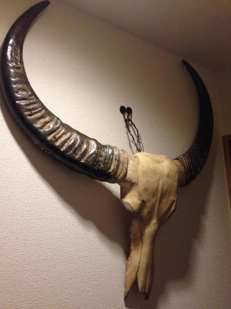 バッファロースカル　特大　壁飾り　オブジェ　アンティーク