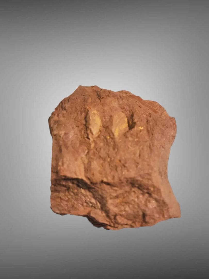 コレクション放出 Virgulaxonia elegans 中国雲南省 化石