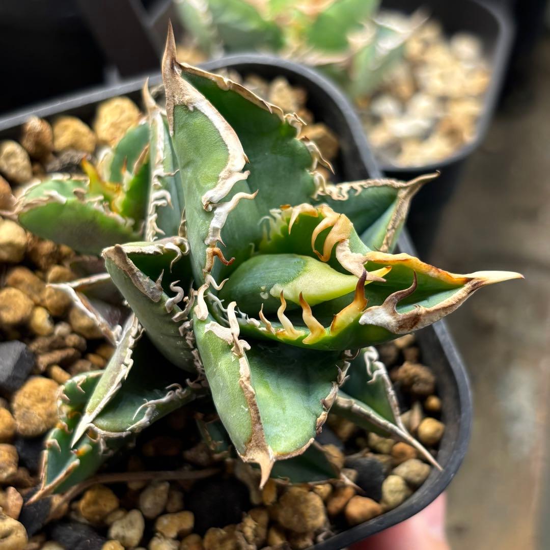 アガベ　朱雀　ベルリン産　子株