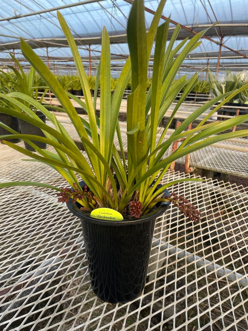 R8年キンリョウヘン花芽7本#4