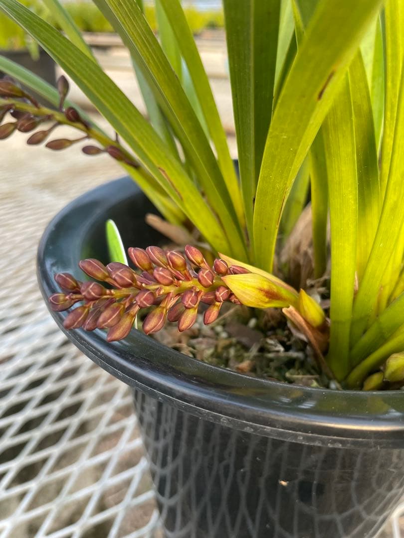 R8年キンリョウヘン花芽7本#4