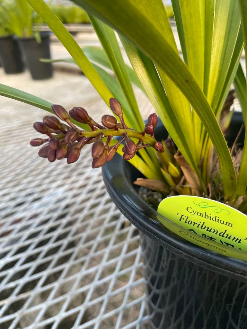 R8年キンリョウヘン花芽7本#4