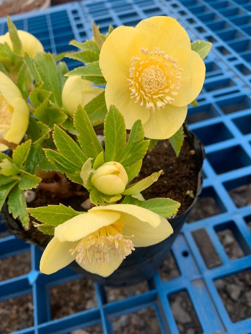 2/12まで限定　野田園芸　クリスマスローズ　黄色　成熟株