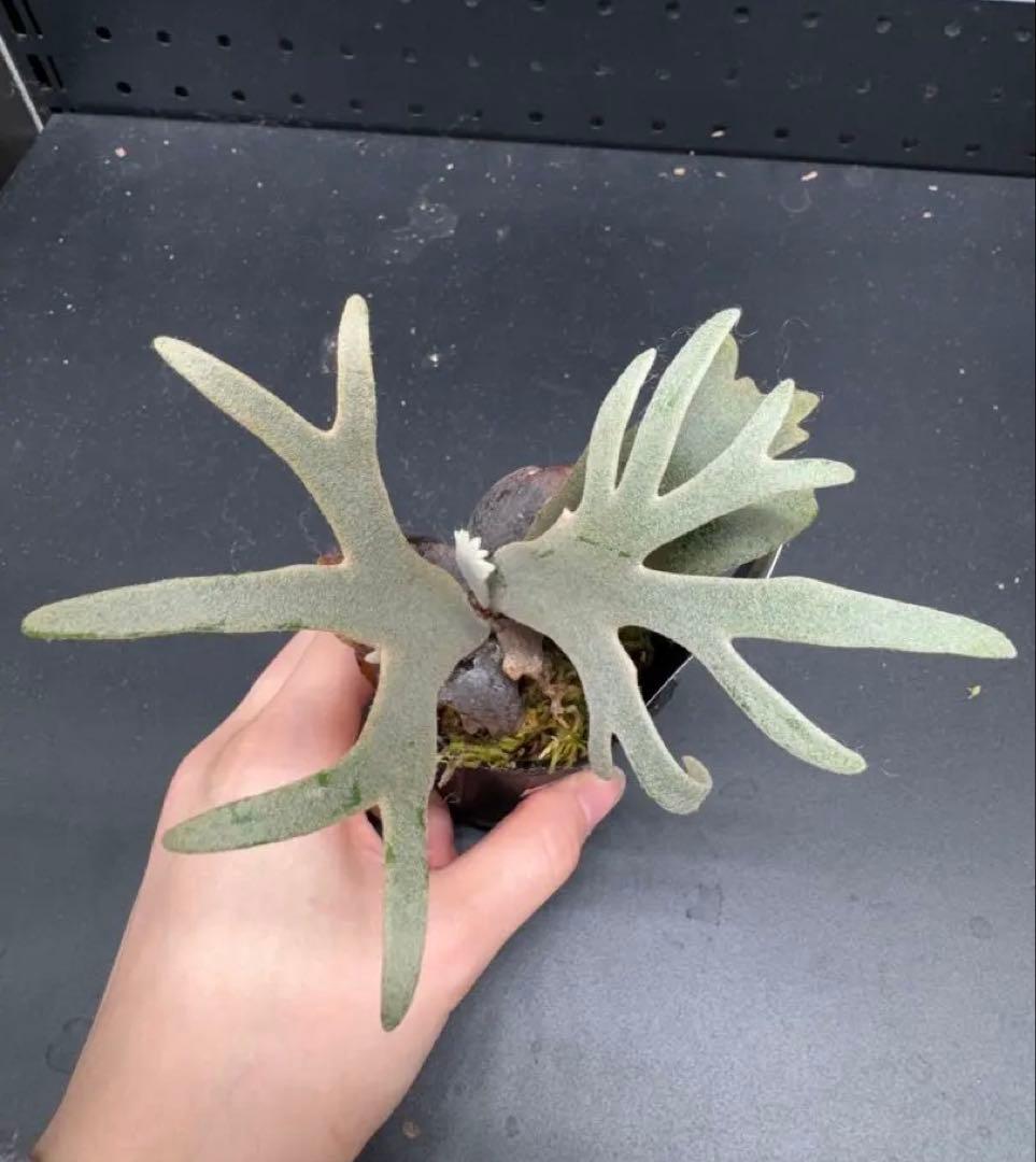 【平凡之鹿】YMDS Totoro HHRナーセリータグ付け #145