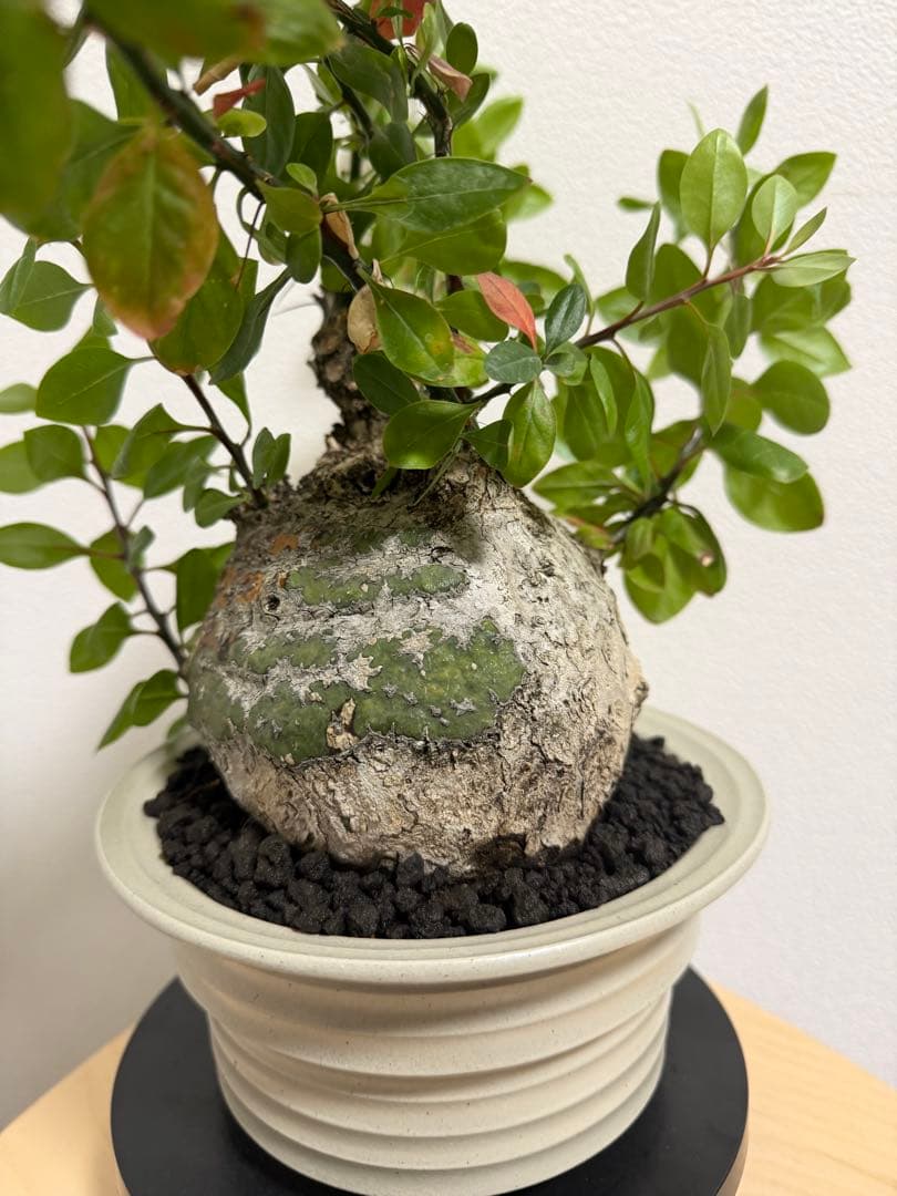 フォークイエリア　ファシクラータ　扁平