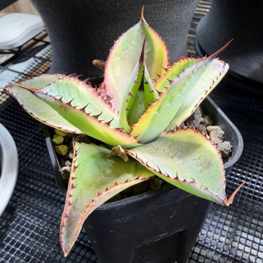 アガベ ハイブリッドボビコルヌータ × ピグマエア 'Illusion' 斑入り