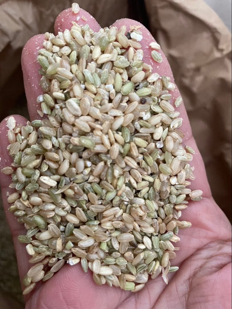 くず米 30kg (令和6年度産) 玄米　1袋