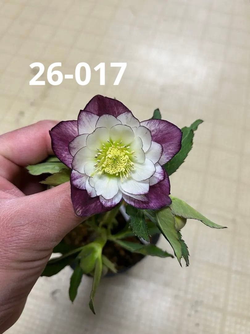 レッドエンジェル 加藤農園 クリスマスローズ 同梱可能