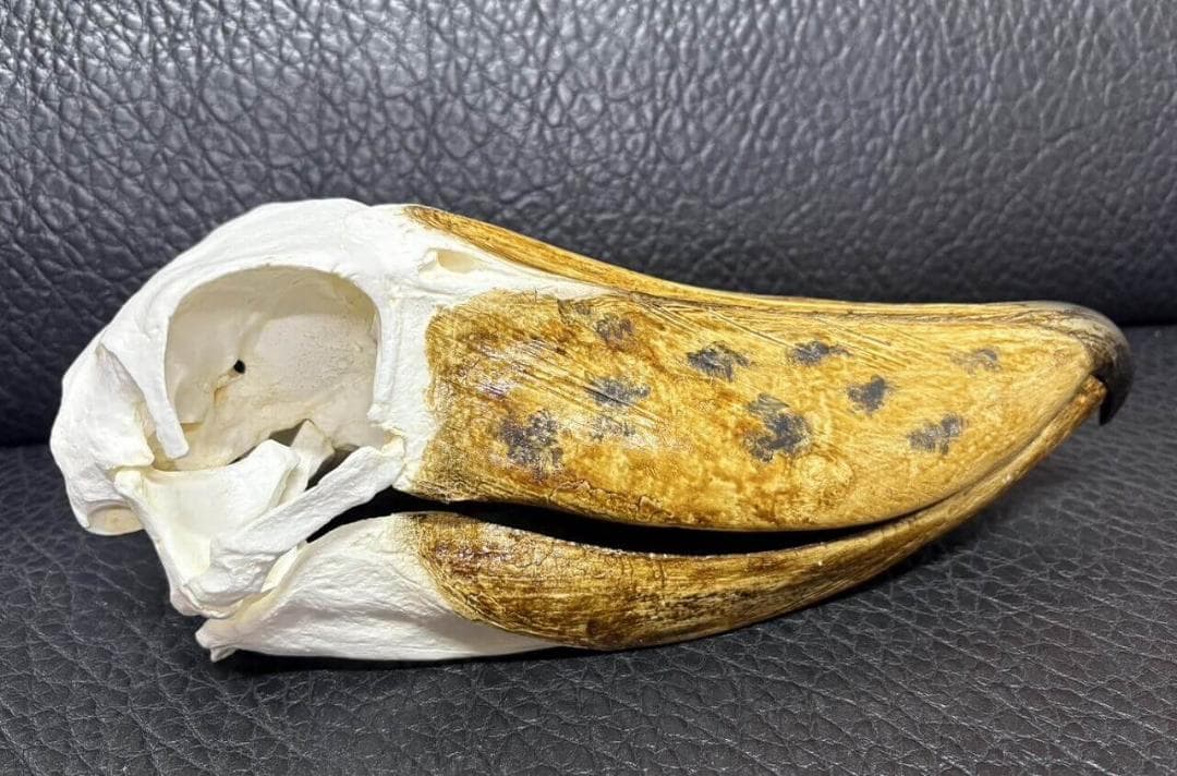 高品質　ハシビロコウ 頭骨（レプリカ）