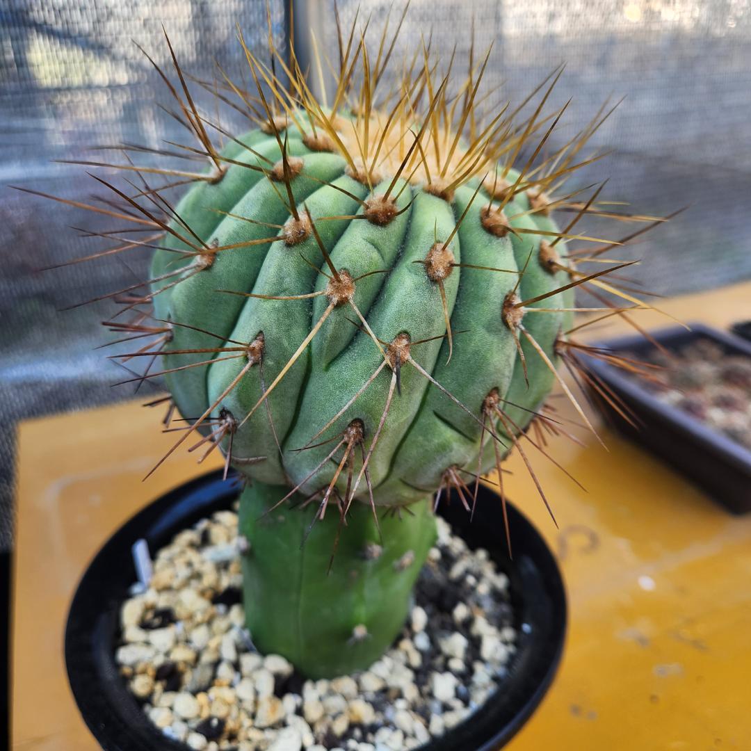 コピアポア　ギガンティア台付き