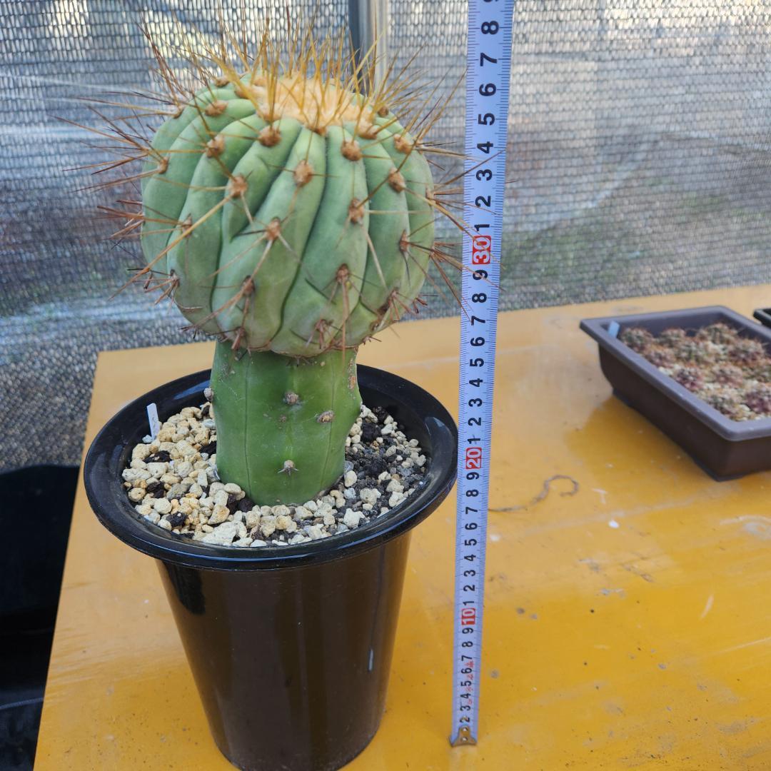 コピアポア　ギガンティア台付き