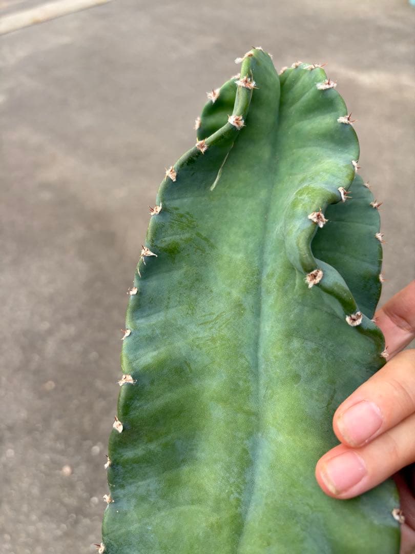 多肉植物 セレウス レパンドゥス ペルー リンゴ サボテン （カキコ)