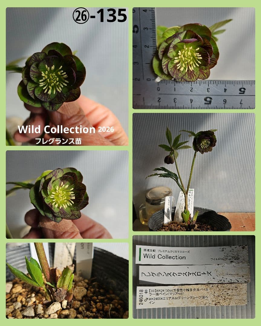 ぱぺこ様ご購入苗㉖-65㉖-135クリスマスローズ