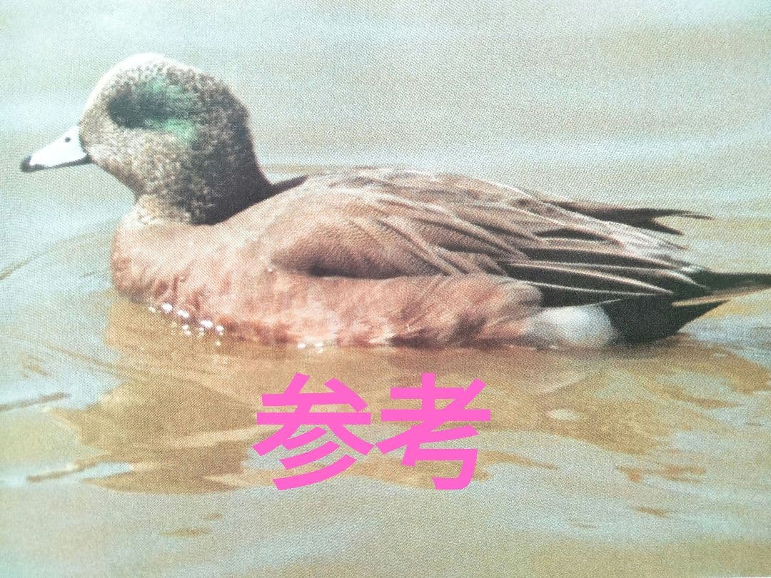 スタディバードアメリカヒドリ　バードカービング