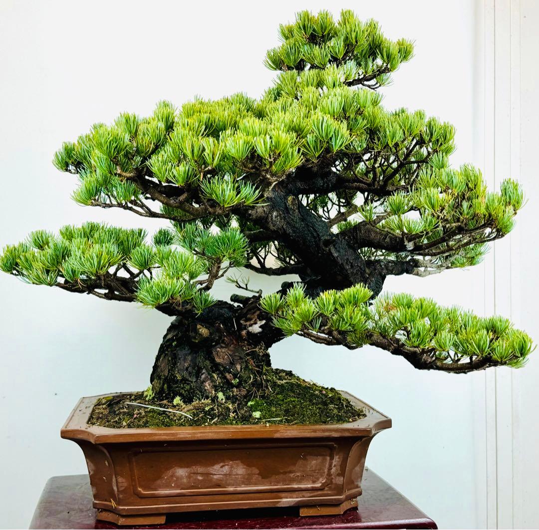 五葉松盆栽(3)