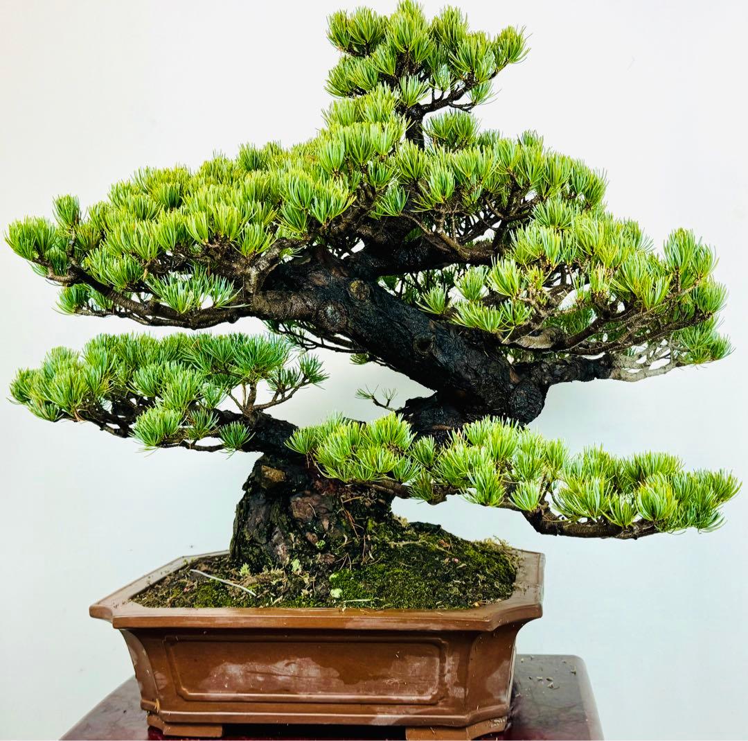 五葉松盆栽(3)