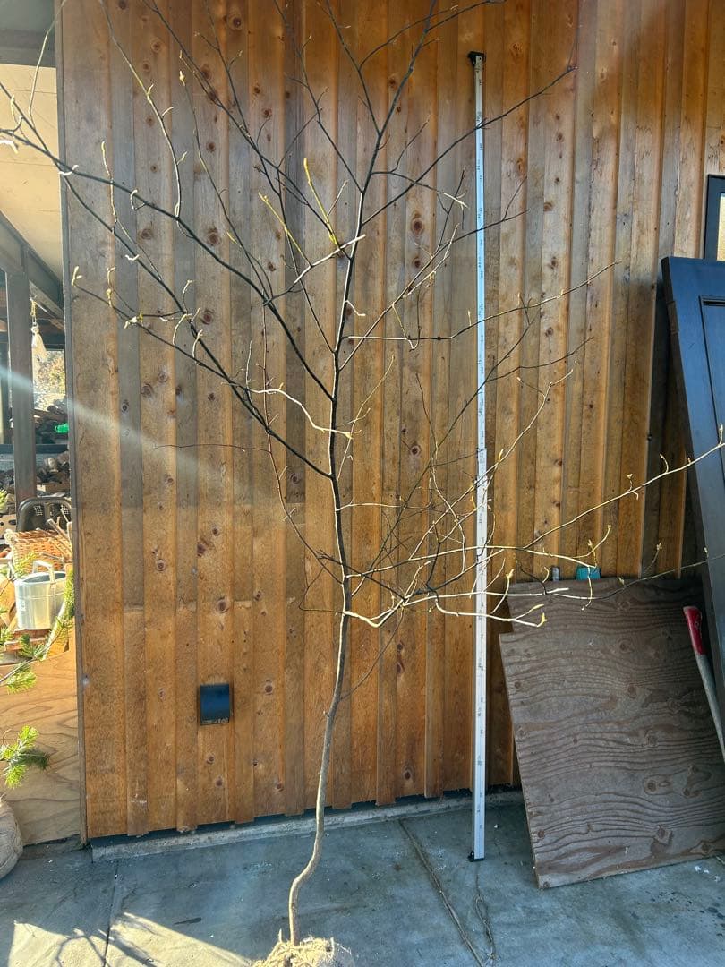 天然山取りクロモジ　大型苗木　250cm