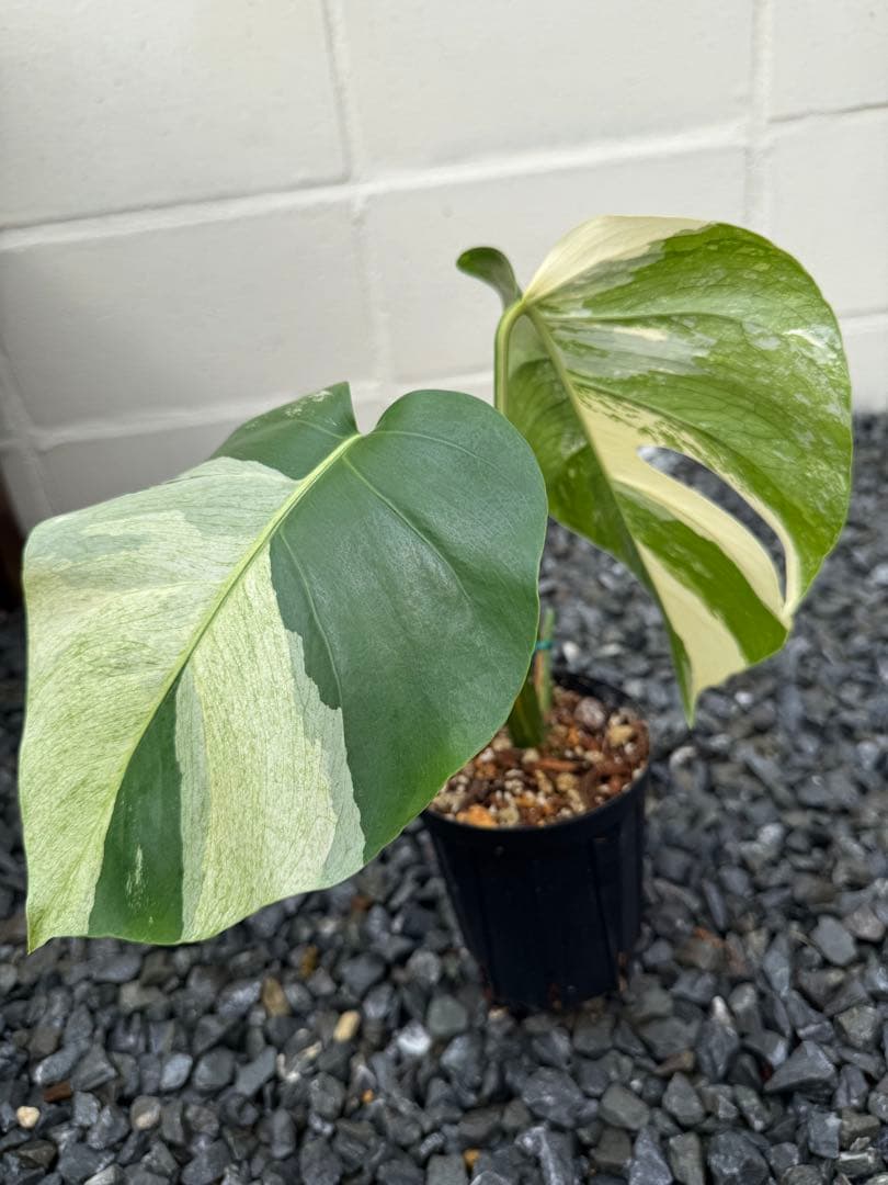 モンステラ デリシオーサ ボルシギアナ ミント