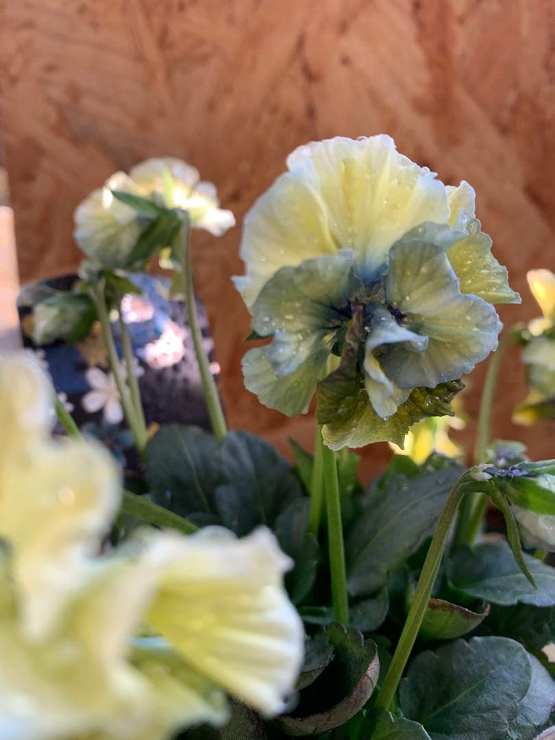 R*U様 \"和\" wa 2苗セット