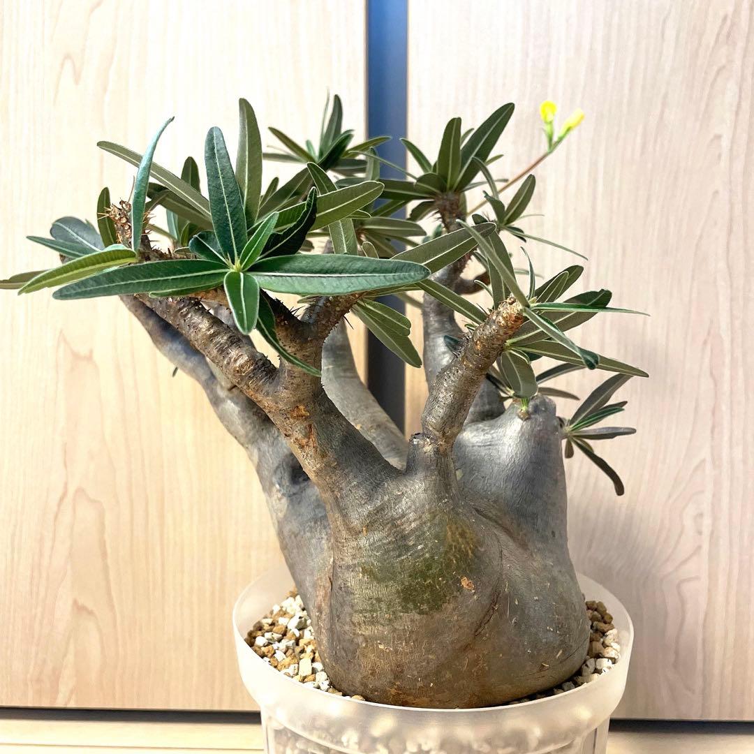 パキポディウムグラキリス　現地球　現地株　発根済み　発根確認済み　多枝　花付き