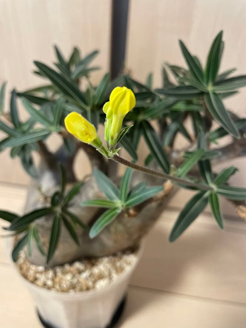 パキポディウムグラキリス　現地球　現地株　発根済み　発根確認済み　多枝　花付き