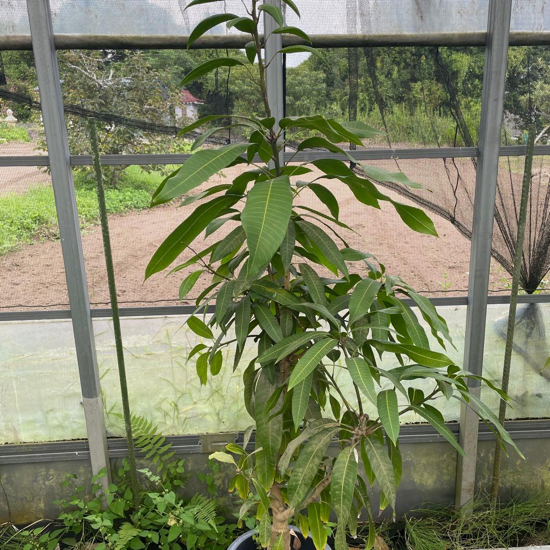 金蜜　キンミツ　マンゴー苗　10号サイズ